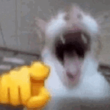 Cat Laughing Meme GIF